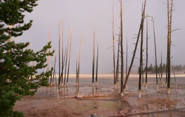 trees on shore of lake