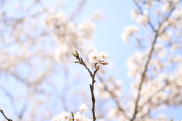 稲取高原の桜