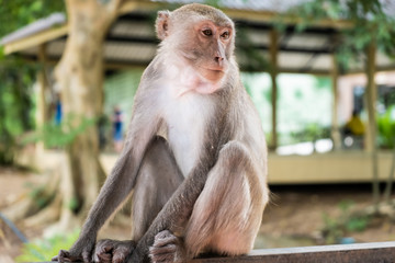 Monkey. The concept of animals in the zoo. Pattaya Zoo, Thailand
