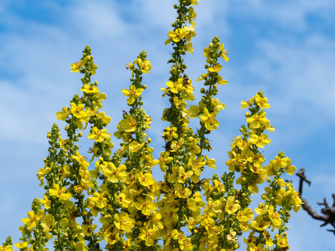 Tall yellow flower spikes of a Verbascum olympicum (Olympian mullein) plant against a blue sky background