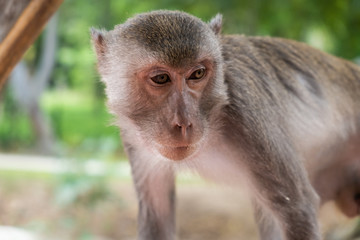 Monkey. The concept of animals in the zoo. Pattaya Zoo, Thailand