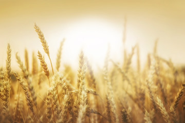 Wheat ears and sun