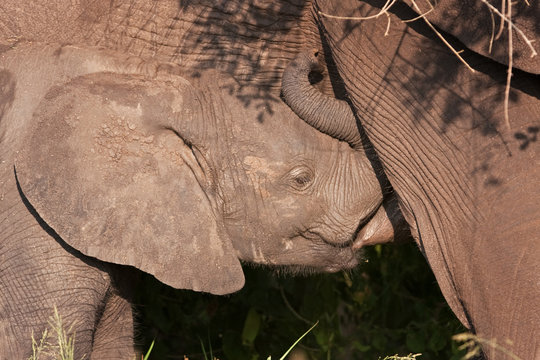 African bush elephant, loxodonta africana, Kruger National park