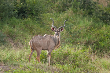 greater kudu, tragelaphus strepsiceros, Kruger national park