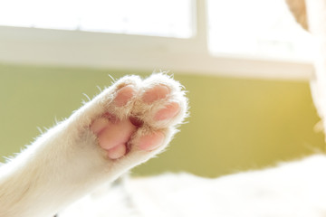 Paws of a cat sleeping comfortably.