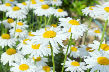 Fototapeta na wymiar Bright white daisy flowers.