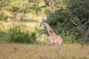 South African giraffe, cape giraffe, giraffa giraffa giraffa, Kruger national park