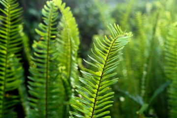 Bright green fern leaves selective fokus.