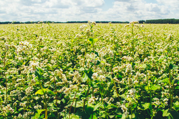 Fototapeta na wymiar Blooming buckwheat field with groves on the horizon. Farming concept. Agriculture, harvest, crop season, field, plant, cloudy
