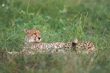 cheetah, acinonyx jubatus, Kruger National park, South Africa