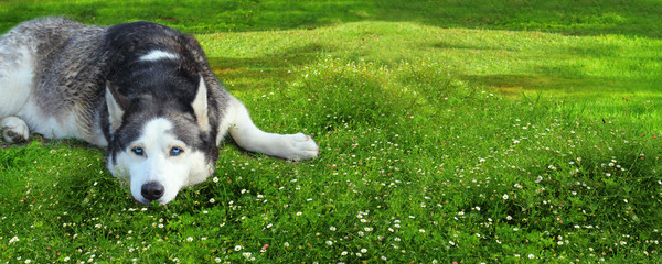  Funny husky dog lies on the green grass, panorama. © EllSan