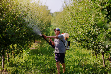 Naklejka na ściany i meble Caucasian mature peasant in working clothes, hat and with modern pesticide spray machine on backs spraying bugs in orchard.