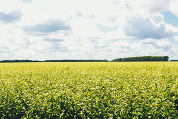 Obraz premium Field of blooming buckwheat with trees and groves on the horizon. Agriculture concept. Harvest, crop, farming, flowers