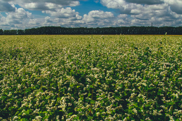 Fototapeta na wymiar Blooming buckwheat field with groves and trees. Agriculture, harvest, farming concept. Crop season, plant, cloudy