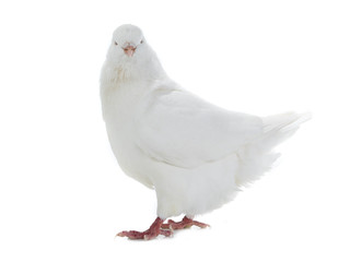 dove goes isolated on a white