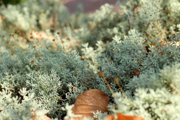 Pale green grass on a garden bed in the autumn close-up, selective fokus.