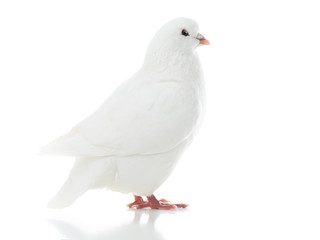 dove goes isolated on a white