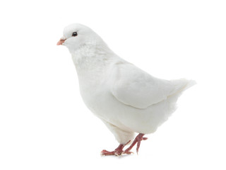 dove goes isolated on a white