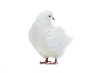 white  dove isolated