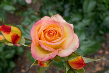 Rosenblüte orange