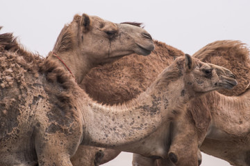 camel in desert