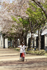 桜の下で自転車に乗る幼児 (4歳児)