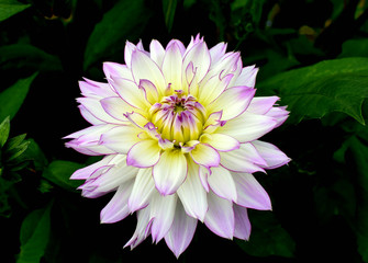 Obraz premium White-purple dahlia flower.On a dark background of green leaves.