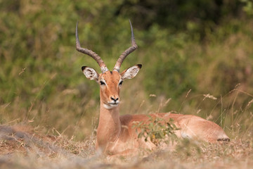 Naklejka na ściany i meble impala, aepyceros melampus, Kruger national park