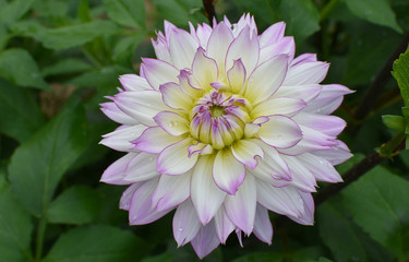 White-purple dahlia flower.On a dark background of green leaves.