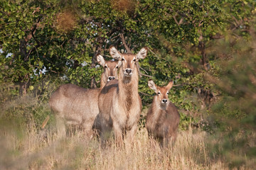 waterbuck, kobus ellipsiprymnus, South Africa, Kruger National park