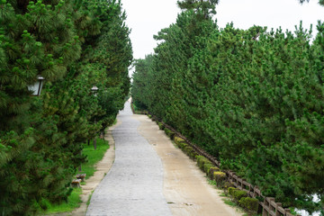 Fototapeta na wymiar 松並木の風景