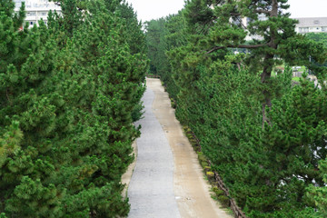 Plakat 松並木の風景