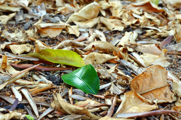 Green leaf lies among the fallen dry leaves.