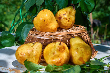 Fresh, yellow pears with a background of fresh, green leaves on a branch.