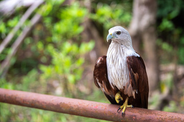 Brahminy kite or Red backed sea eagle on iron rail
