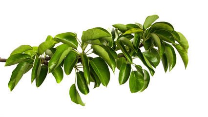 pear tree branch on an isolated white background. stick pear tree with green foliage isolate