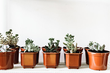 Group of succulent plants in small brown plastic pots indoors