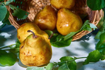 Fresh, yellow pears with a background of fresh, green leaves on a branch.
