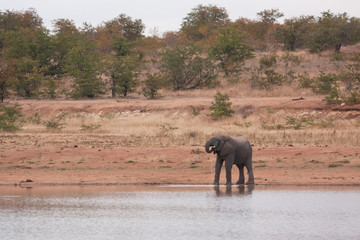 African bush elephant, loxodonta africana, Kruger National park