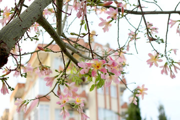 Pink flowers on tree Ceiba speciosa ( Cotton tree, silk floss tree) on a sity street, selective fokus.
