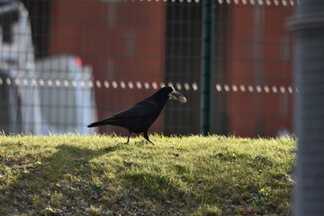 Corbeau