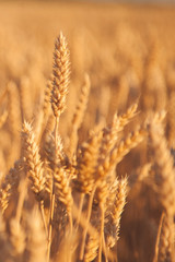 Spikes of wheat in sun rays. Grain crops in the field. Agriculture, agronomy, industry concept. Vertical image.