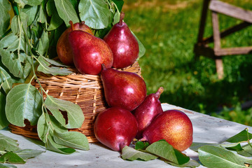 Fresh, red pears in a basket with a background of fresh, green leaves on a branch.