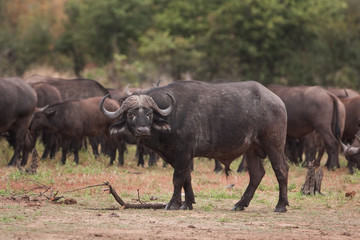 Obraz premium African buffalo, cape buffalo, syncerus caffer, Kruger national park