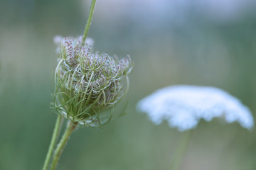 Bakcground with fresh green leaves. Copy space. 