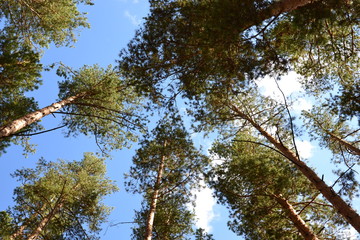 Siberia Altai krai forest road