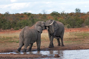 African bush elephant, loxodonta africana, Kruger National park