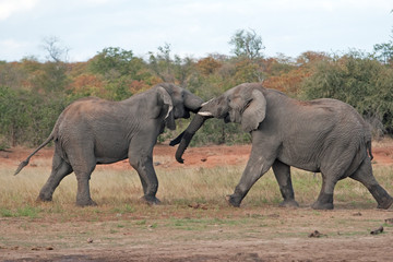 African bush elephant, loxodonta africana, Kruger National park