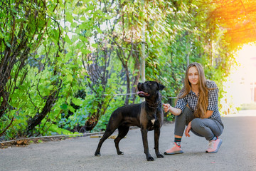 Young girl is walking with her dog on a leash on asphalt sidewalk. Strong black labrador and stafford terrier mix breed in green summer park.