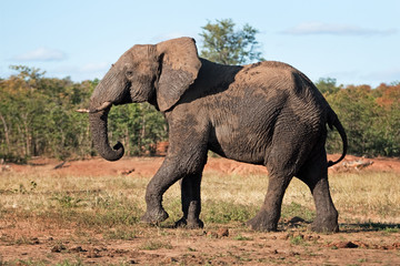 Fototapeta premium African bush elephant, loxodonta africana, Kruger National park